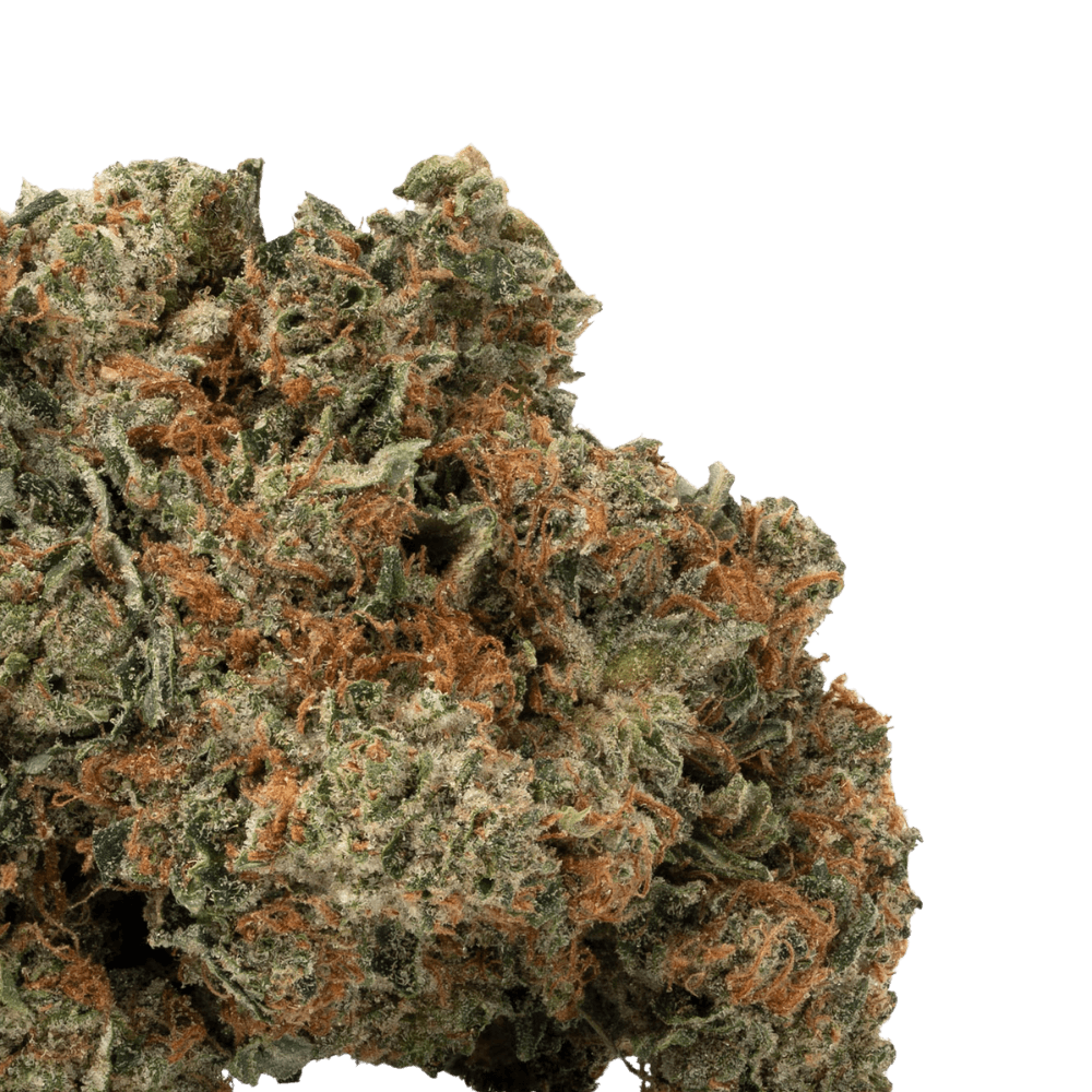 white rhino