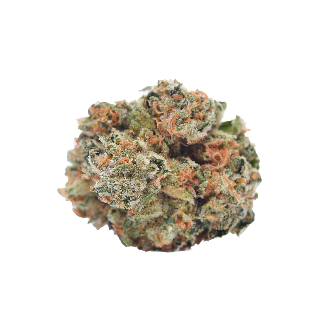 Great White Shark — 7g