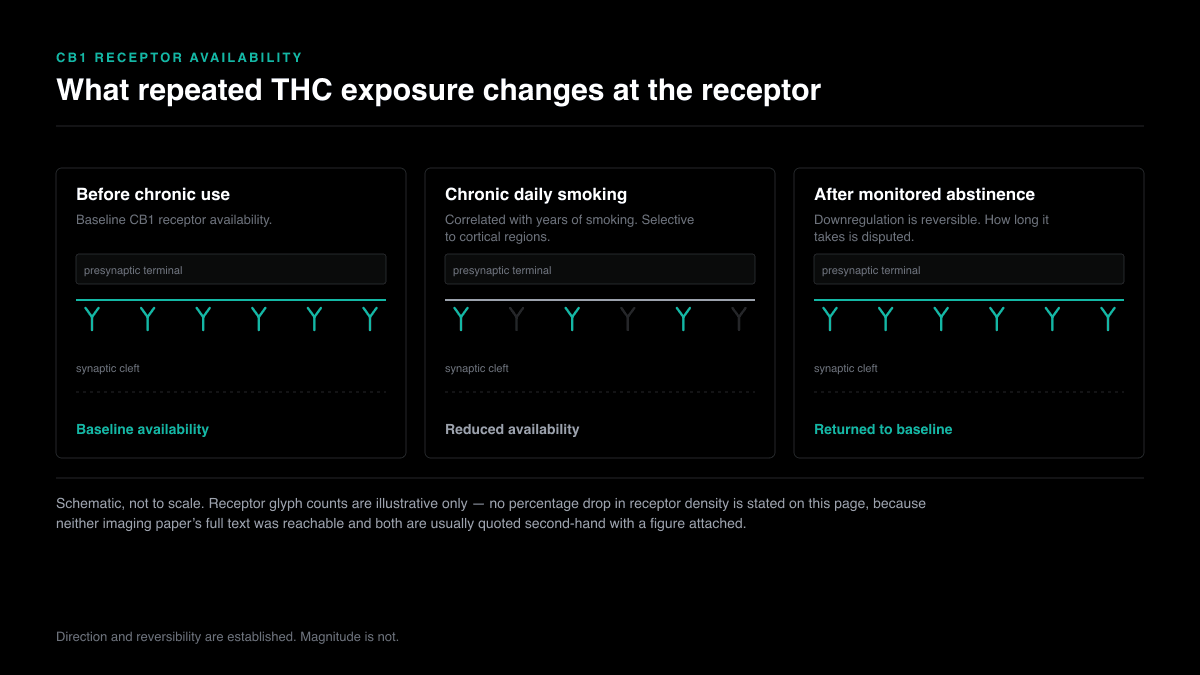 Three-panel schematic of CB1 receptor availability on a presynaptic membrane: baseline before chronic use, reduced availability during chronic daily smoking, and a return to baseline after monitored abstinence.