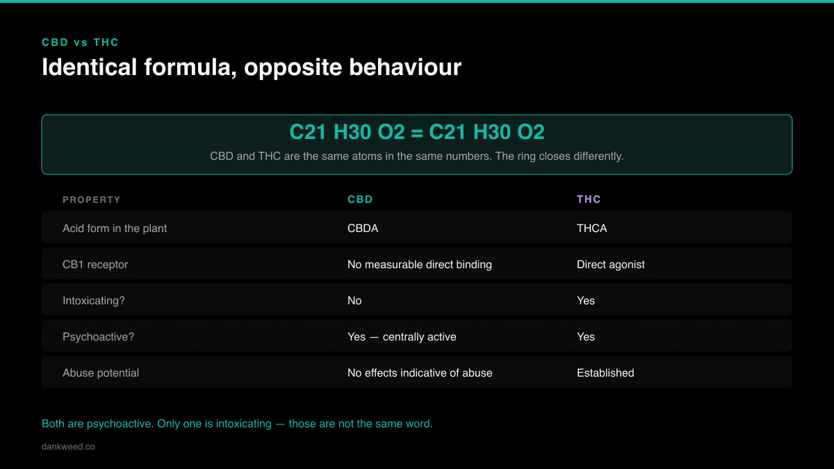 Diagram comparing CBD and THC, which share the molecular formula C21H30O2 but differ in structure and in how they act at the CB1 receptor.